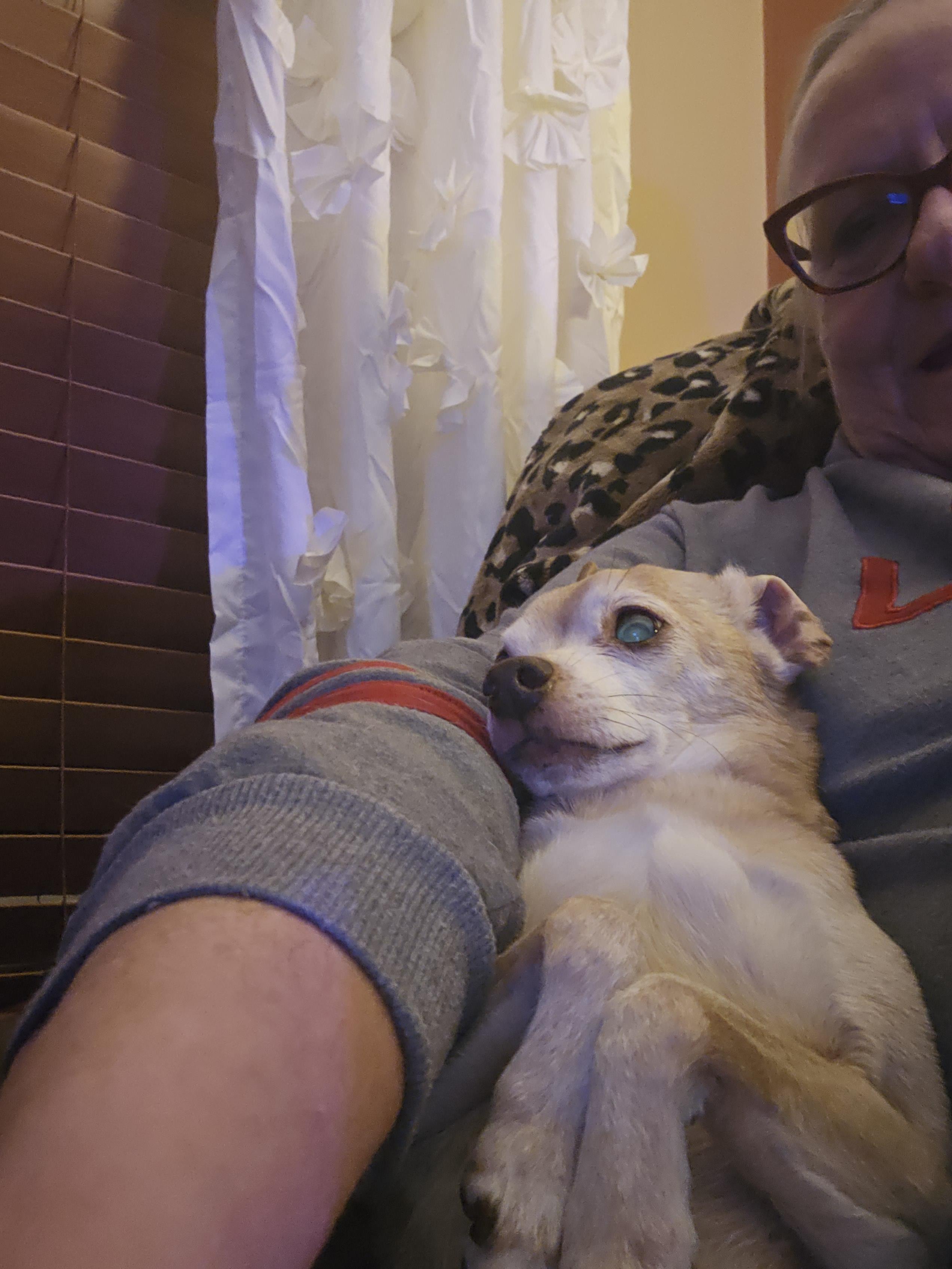 lost dog named Baxter